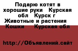 Подарю котят в хорошие руки - Курская обл., Курск г. Животные и растения » Кошки   . Курская обл.